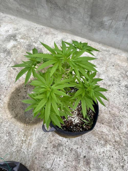 Purple Haze 10/27/25. Week 9