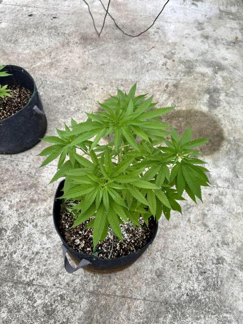 Purple Haze 10/27/25. Week 9