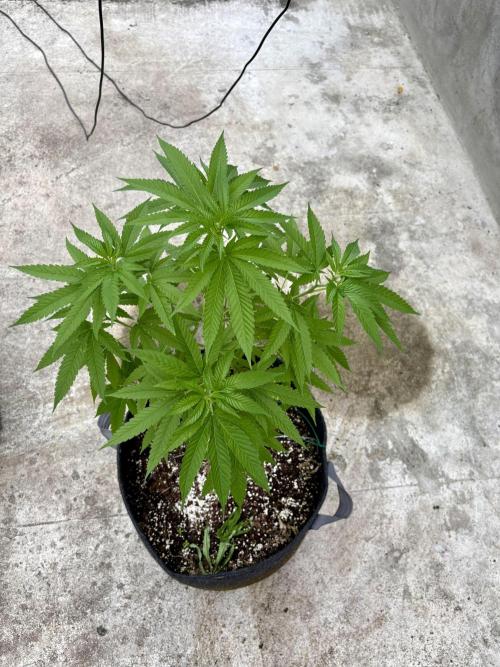 Purple Haze 10/27/25. Week 9