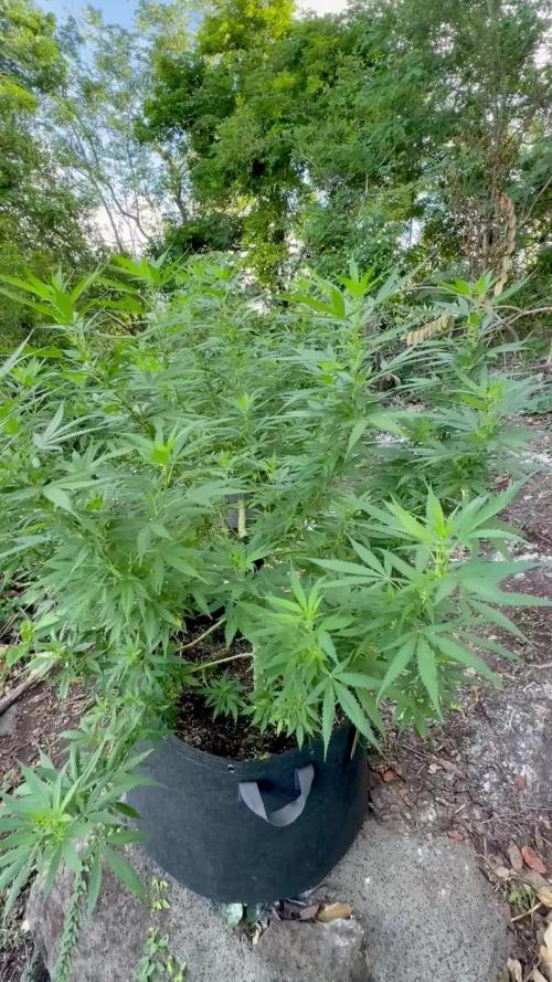 Cherry Pie 8/28/25