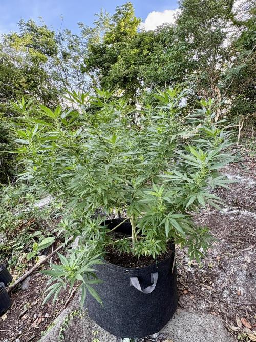 Cherry Pie 8/28/25. Week 17