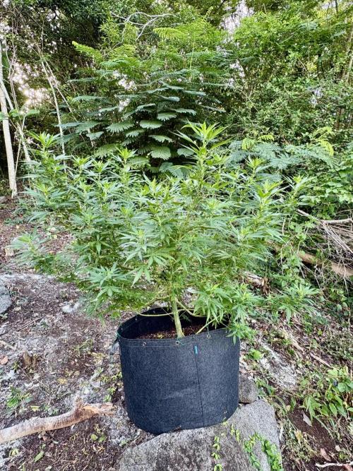 Cherry Pie 8/28/25. Week 17