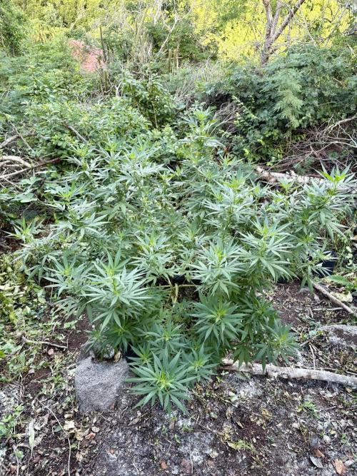 Cherry Pie 8/28/25. Week 17