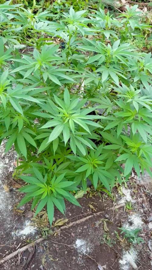 Silver Haze 8/28/25
