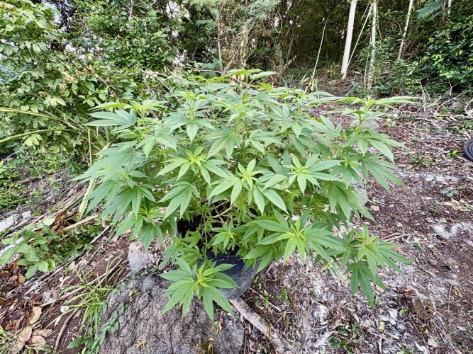 Silver Haze 8/28/25. Week 17