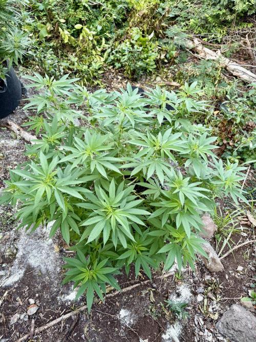 Silver Haze 8/28/25. Week 17