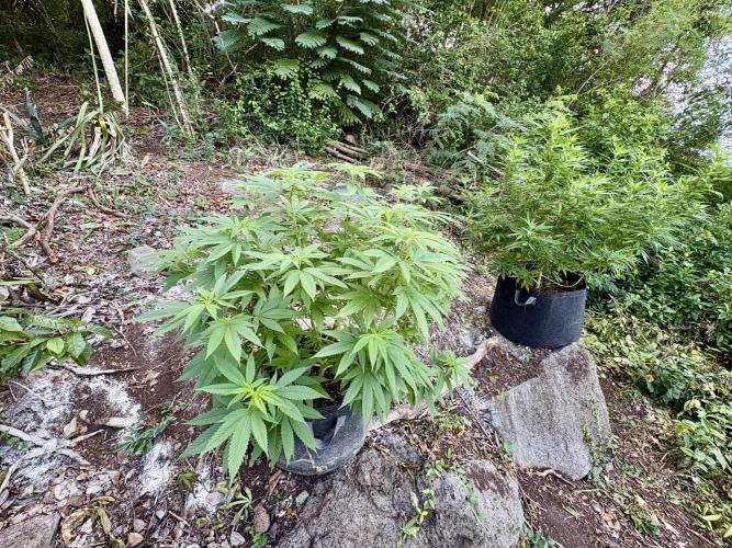 Silver Haze 8/28/25. Week 17