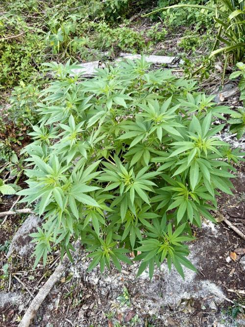 Silver Haze 8/28/25. Week 17