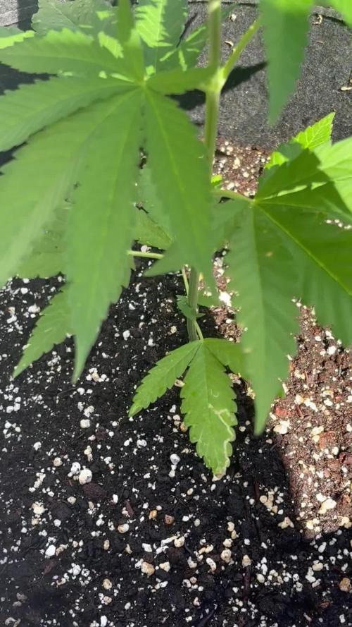 Skunk #1 - 12/1/25