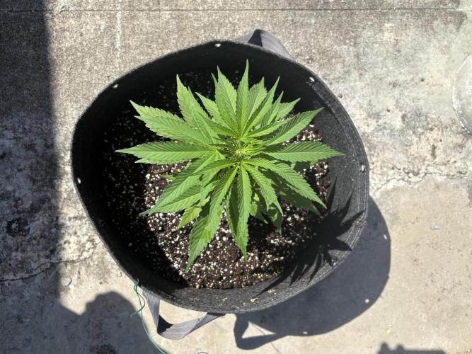 Skunk #1 - 12/1/25. Week 4