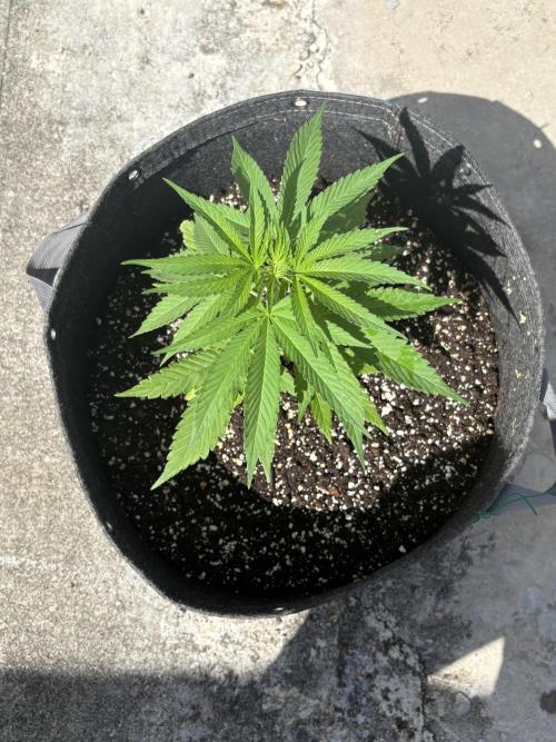 Skunk #1 - 12/1/25. Week 4