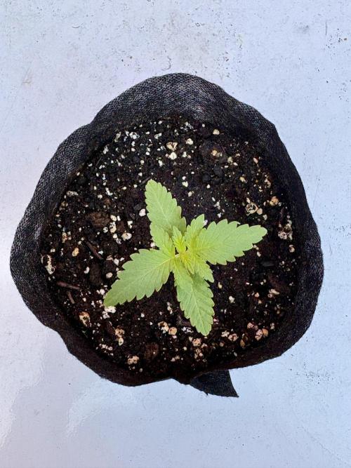 Thai - 1/5/26. Week 1