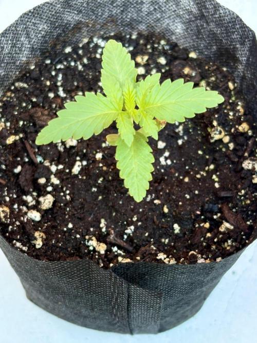 Thai - 1/5/26. Week 1