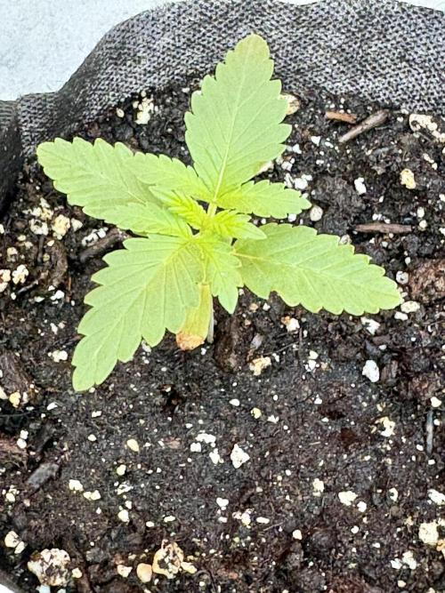 Thai - 1/5/26. Week 1