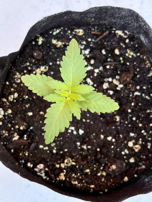 Thai - 1/5/26. Week 1