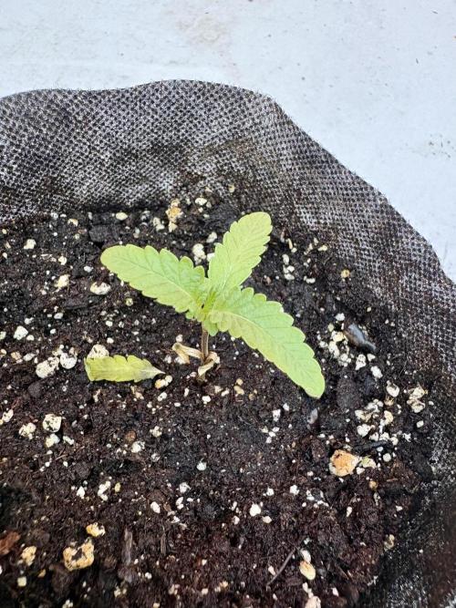 OG Kush - 1/4/26. Week 1