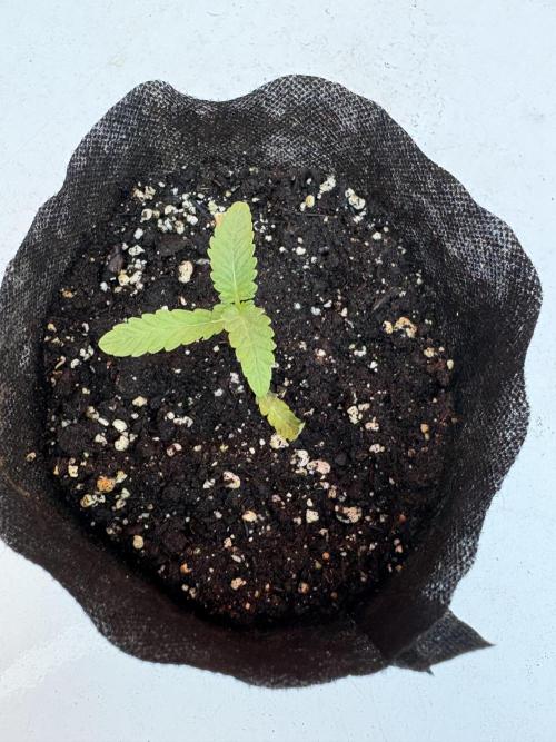 OG Kush - 1/4/26. Week 1