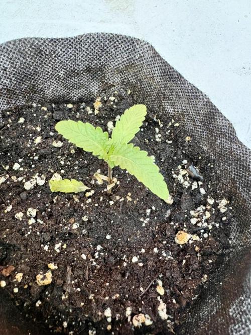 OG Kush - 1/4/26. Week 1