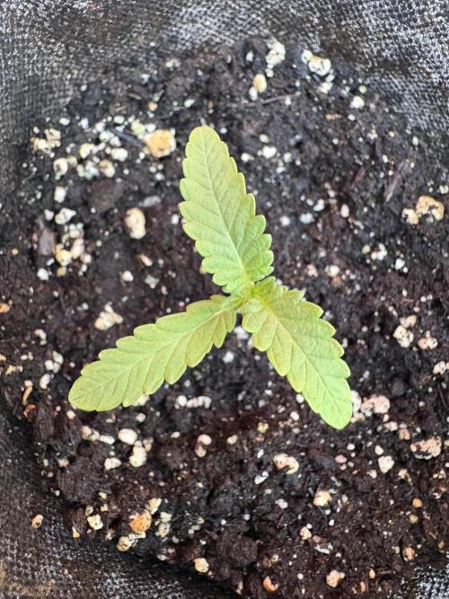 OG Kush - 1/4/26. Week 1