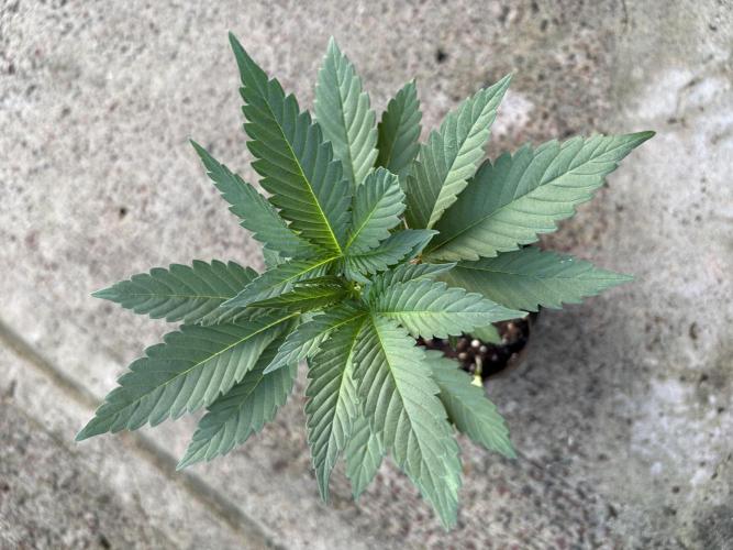 Blue Skunk 12/29/25. Week 2