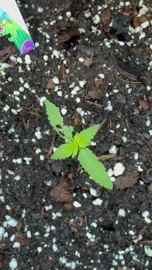 Dutch Treat - 1/7/26