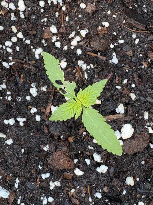 Dutch Treat - 1/7/26. Week 1