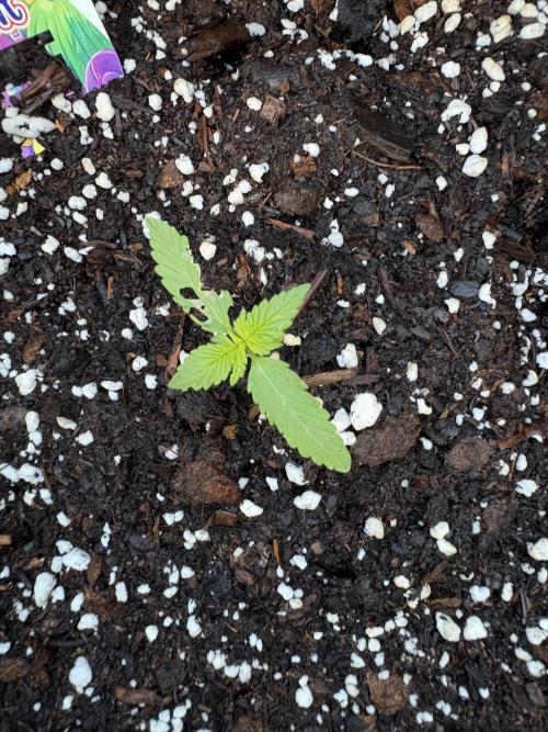 Dutch Treat - 1/7/26. Week 1