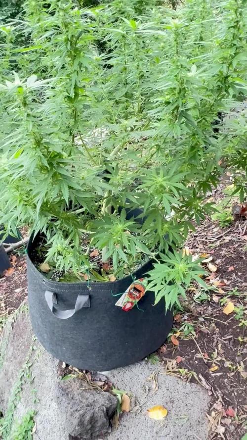 Cherry Pie 8/28/25