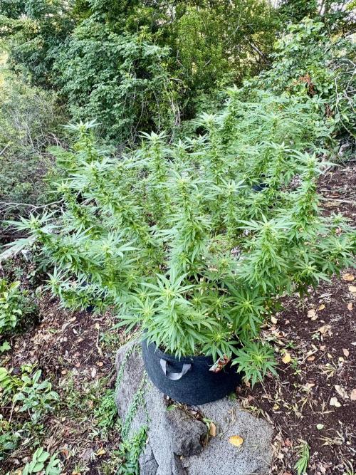 Cherry Pie 8/28/25. Week 18