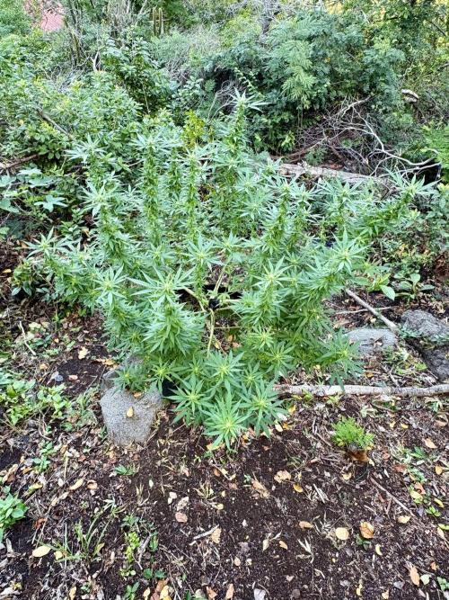 Cherry Pie 8/28/25. Week 18
