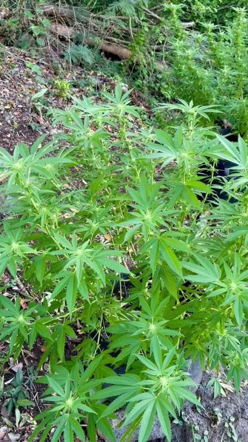 Silver Haze 8/28/25