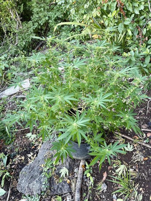 Silver Haze 8/28/25. Week 18