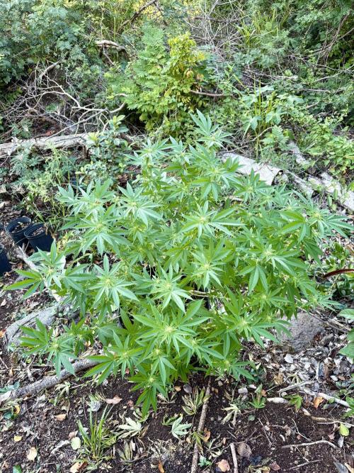 Silver Haze 8/28/25. Week 18