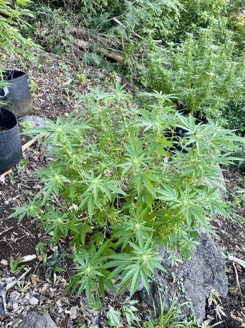 Silver Haze 8/28/25. Week 18