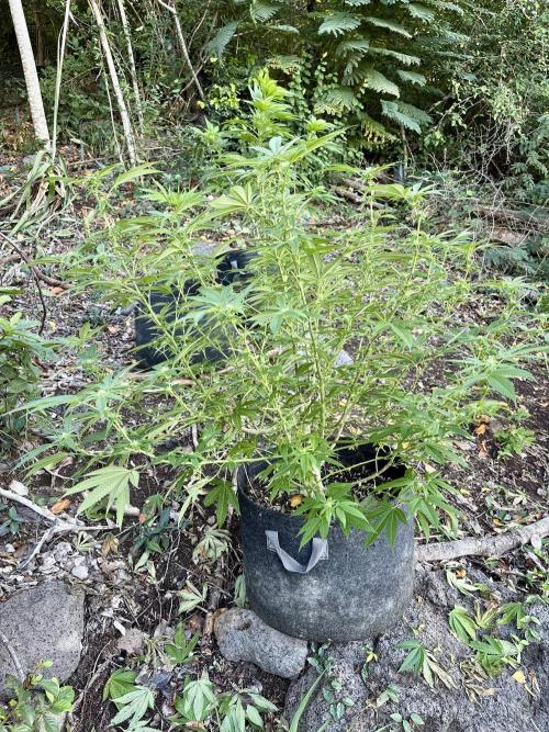 Silver Haze 8/28/25. Week 18