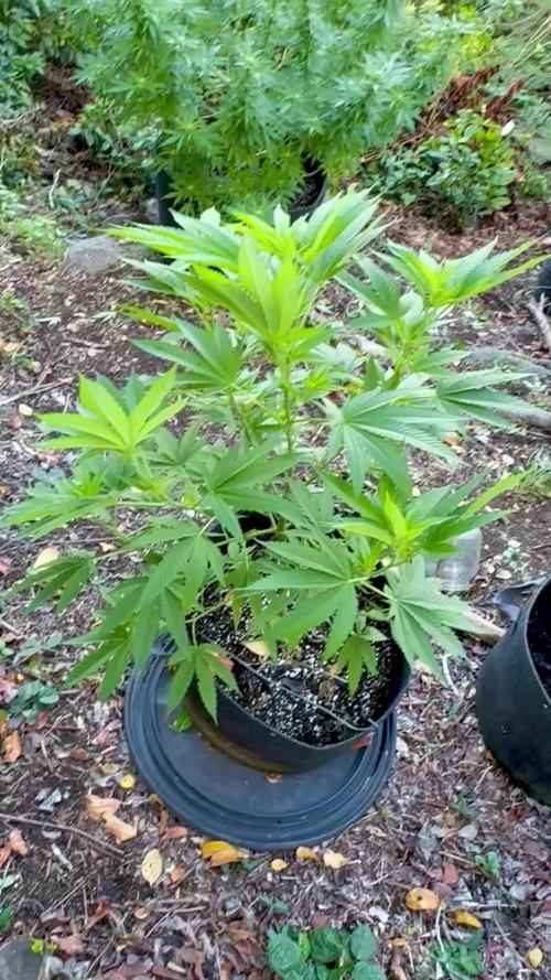 Purple Haze 10/27/25