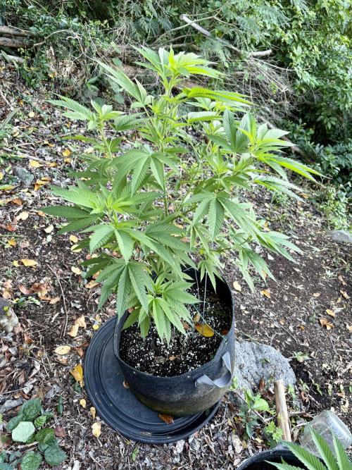 Purple Haze 10/27/25. Week 10