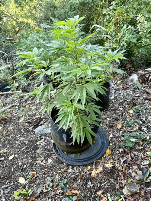 Purple Haze 10/27/25. Week 10