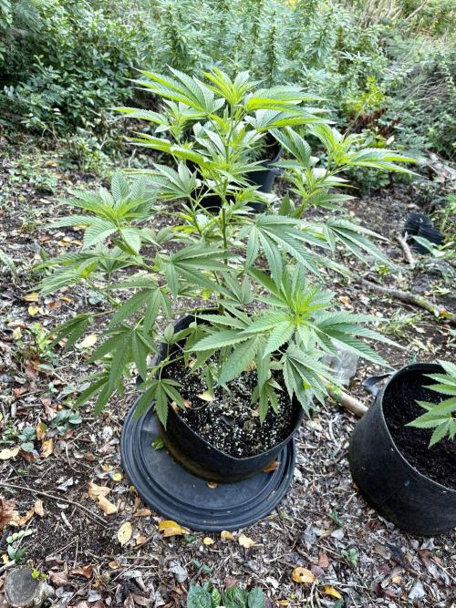 Purple Haze 10/27/25. Week 10