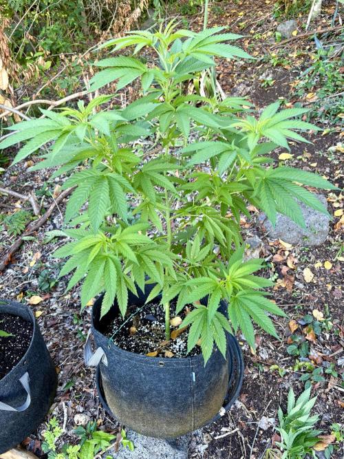 Purple Haze 10/27/25. Week 10