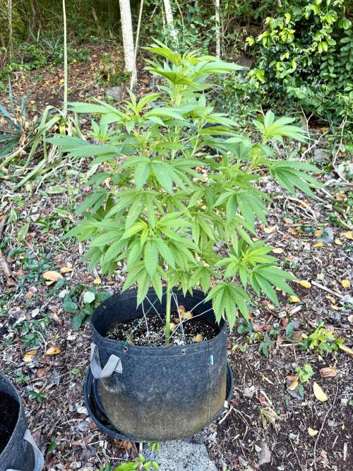 Purple Haze 10/27/25. Week 10