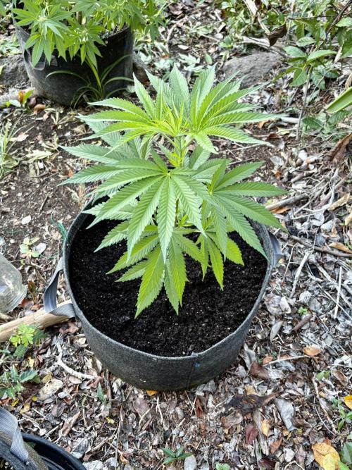 Skunk #1 - 12/1/25. Week 5