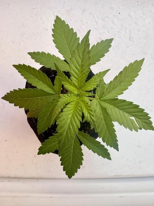 Thai - 1/5/26. Week 2