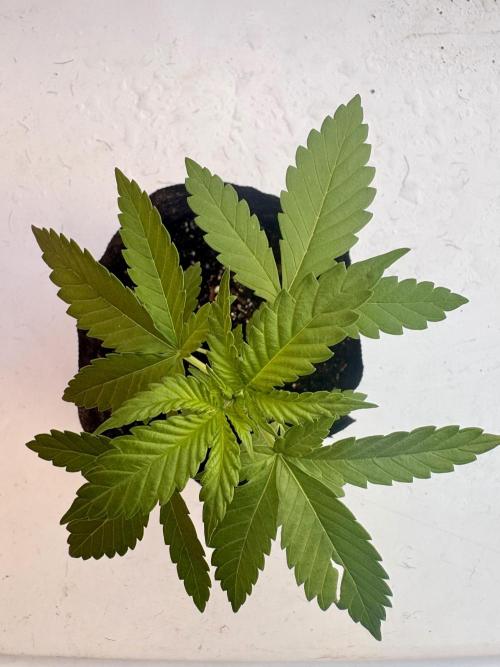 Thai - 1/5/26. Week 2