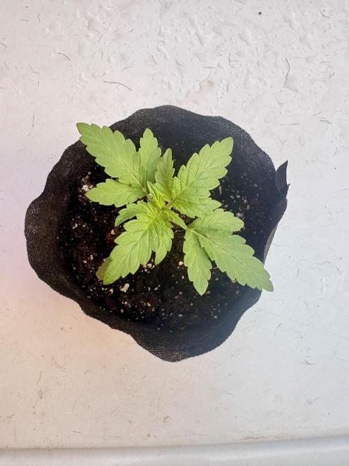 OG Kush - 1/4/26. Week 2