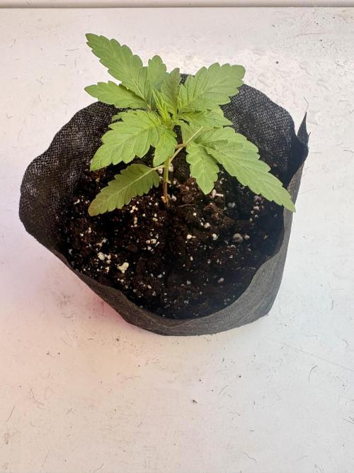 OG Kush - 1/4/26. Week 2