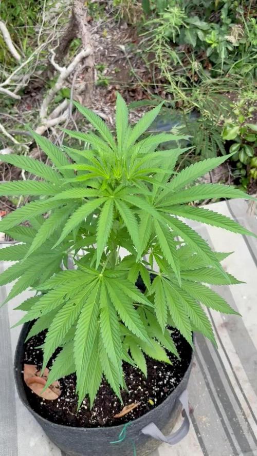 Skunk #1 - 12/1/25
