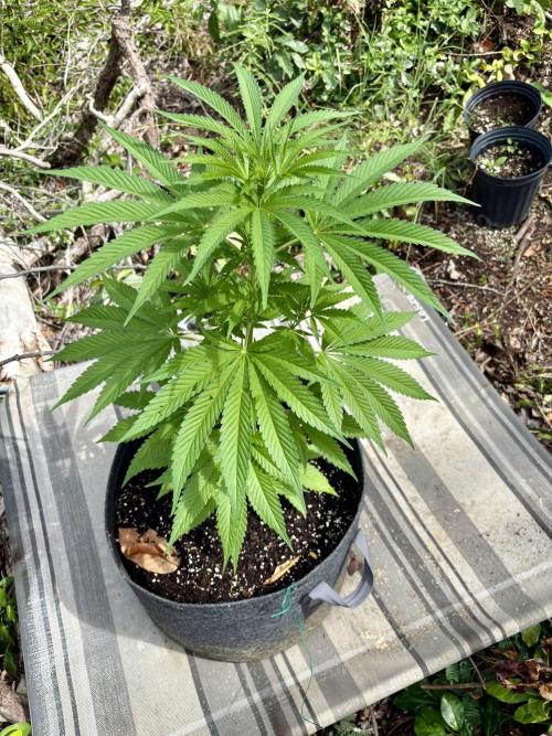 Skunk #1 - 12/1/25. Week 6