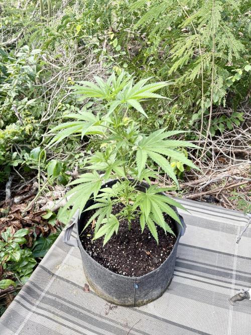 Skunk #1 - 12/1/25. Week 6