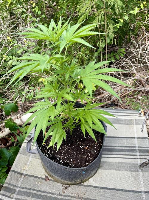 Skunk #1 - 12/1/25. Week 6